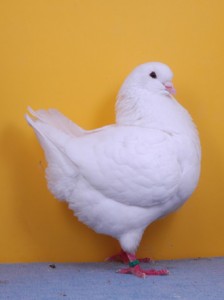 Jenis Jenis Burung Merpati Hias Pigeon Pigeon