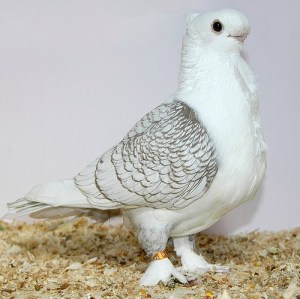 JENIS-JENIS BURUNG MERPATI HIAS | pigeon..pigeon..