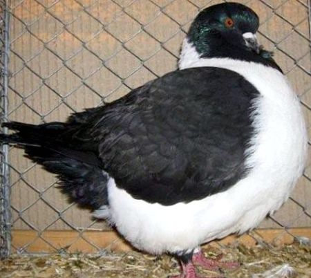 JENIS-JENIS BURUNG MERPATI HIAS | pigeon..pigeon..